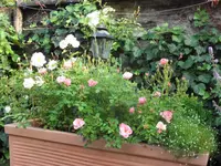 SAM_5251.webp