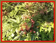 006.webp