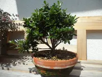 SAM_5256.webp