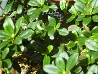 SAM_5260.webp