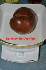 DSC_0315_Berkeley_Tie_Dye_Pink.webp
