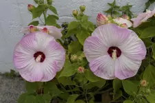 _DSC7033.webp