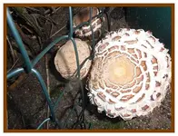 008.webp