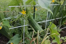 erste_gurke.webp