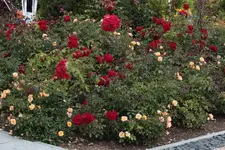 LAGA Rosen.webp