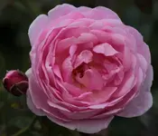 LAGA Rosen_2.webp