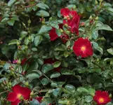 LAGA Rosen_3.webp