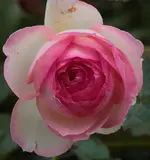 LAGA Rosen_4.webp