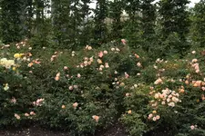 LAGA Rosen_6.webp