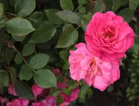LAGA Rosen_8.webp