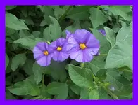 185.webp
