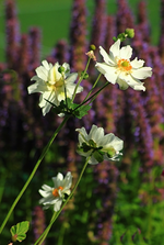Herbstanemone Honorine Jobert_weiss_Hintergrund purple_600.webp