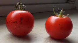 tomaten2.webp