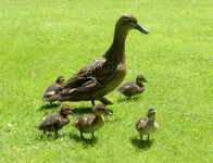 Ab zum baden im Fluss.... v.webp