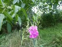 P1180859.webp
