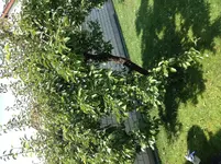IMG_1715[1].webp