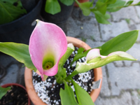 P1180921.webp