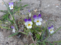 P1180925.webp