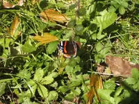 BILD1119.webp