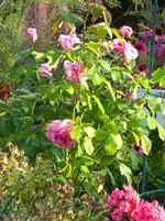 DSCN9381.webp