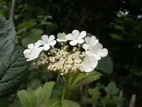 IMGP6872.webp