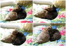 Copy of Turtel-Katzen v.webp
