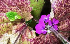 smnstnd (4).webp