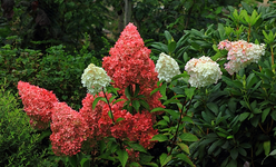 Vanilla Fraise_21082014_700.webp