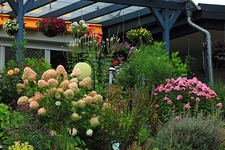 Hangbeet links und Hängeampeln_multicolor_700.webp