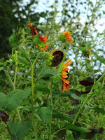 Sonnenblumen_gelb_orange_700.webp