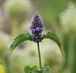 Anis Ysop Agastache.webp