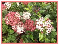 005.webp