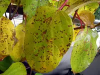 R0018796.webp