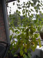 R0018800.webp