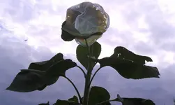20140822_190611.webp