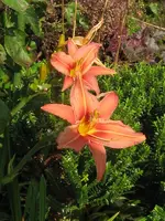 003_600x800.webp