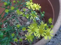 SAM_5262.webp