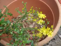 SAM_5261.webp