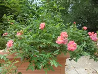 SAM_5264.webp