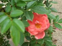 SAM_5266.webp