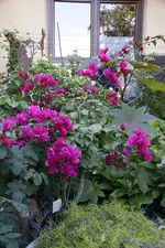 Bouganvilla.webp