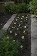 Kopfsalat.webp