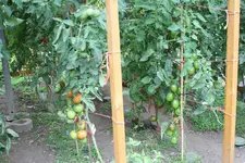 IMG_4284.webp