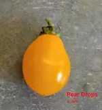 DSC_0443_Pear_Drops.webp