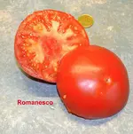 DSC_0474_Romanesco.webp