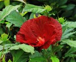 Hibiscus Fireball_dunkelrot_einzeln_Blüte_2_640.JPG