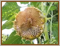005.webp