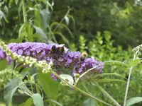 BILD3292.webp