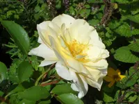 SAM_5267.webp