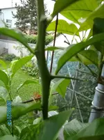 PICT0015 (5).webp